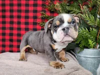 processed/7da3318d-f109-4800-80d6-8ec6cca7057d/listing/1e3fba10-cd4c-4454-a55b-832c8a88324c/c52c7fdd-fb6d-40d2-8e43-07abb4b0edd0