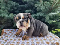 Elliot, a male English Bulldog for sale in Topeka, IN – Photo 6 of 10