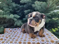 Elliot, a male English Bulldog for sale in Topeka, IN – Photo 7 of 10