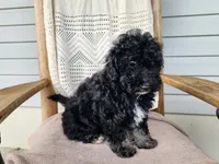 Mia, a female Miniature Bernedoodle for sale in Topeka, IN – 8 of 10