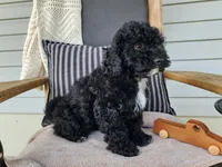 Brock, a male Miniature Bernedoodle for sale in Topeka, IN – 6 of 10