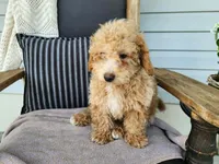 Liam, a male Miniature Bernedoodle for sale in Topeka, IN – 3 of 10