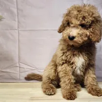 Nash, a male Miniature Goldendoodle for sale in Topeka, IN – Photo 5 of 10