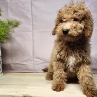 Nash, a male Miniature Goldendoodle for sale in Topeka, IN – Photo 9 of 10