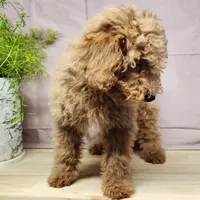 Nash, a male Miniature Goldendoodle for sale in Topeka, IN – Photo 8 of 10