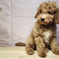 Nash, a male Miniature Goldendoodle for sale in Topeka, IN – Photo 2 of 10