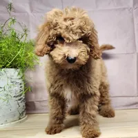Nash, a male Miniature Goldendoodle for sale in Topeka, IN – Photo 3 of 10