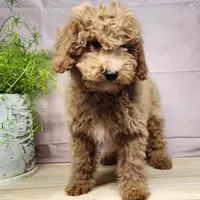 Nash, a male Miniature Goldendoodle for sale in Topeka, IN – Photo 6 of 10