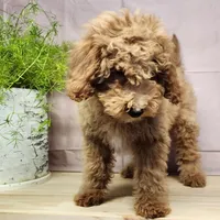 Nash, a male Miniature Goldendoodle for sale in Topeka, IN – Photo 7 of 10