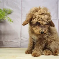 Nash, a male Miniature Goldendoodle for sale in Topeka, IN – Photo 10 of 10