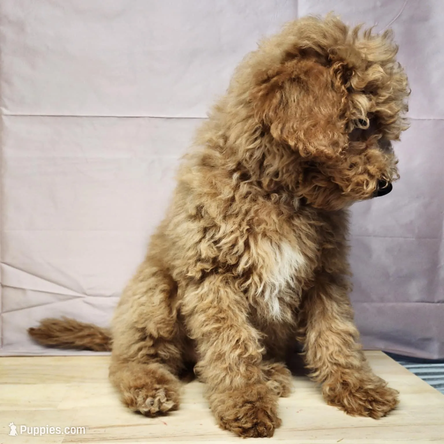 Nash, a male Miniature Goldendoodle for sale in Topeka, IN – Photo 4 of 10