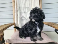 Mia, a female Miniature Bernedoodle for sale in Topeka, IN – 5 of 10