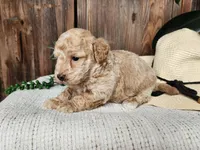 Liam, a male Miniature Bernedoodle for sale in Topeka, IN – Photo 4 of 10