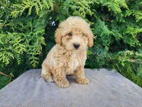 Liam, a male Miniature Bernedoodle for sale in Topeka, IN – Photo 2 of 10