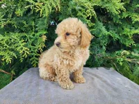 Liam, a male Miniature Bernedoodle for sale in Topeka, IN – Photo 5 of 10