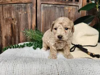 Liam, a male Miniature Bernedoodle for sale in Topeka, IN – Photo 5 of 10