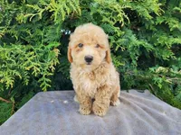 Liam, a male Miniature Bernedoodle for sale in Topeka, IN – Photo 10 of 10