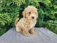 Liam, a male Miniature Bernedoodle for sale in Topeka, IN – Photo 6 of 10