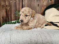 Liam, a male Miniature Bernedoodle for sale in Topeka, IN – Photo 2 of 10