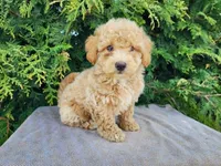 Liam, a male Miniature Bernedoodle for sale in Topeka, IN – Photo 1 of 10