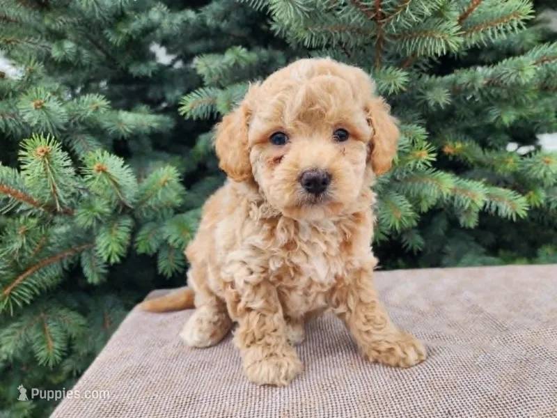 Liam – Miniature Bernedoodle puppy for sale in Topeka, IN