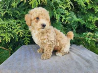 Liam, a male Miniature Bernedoodle for sale in Topeka, IN – Photo 3 of 10