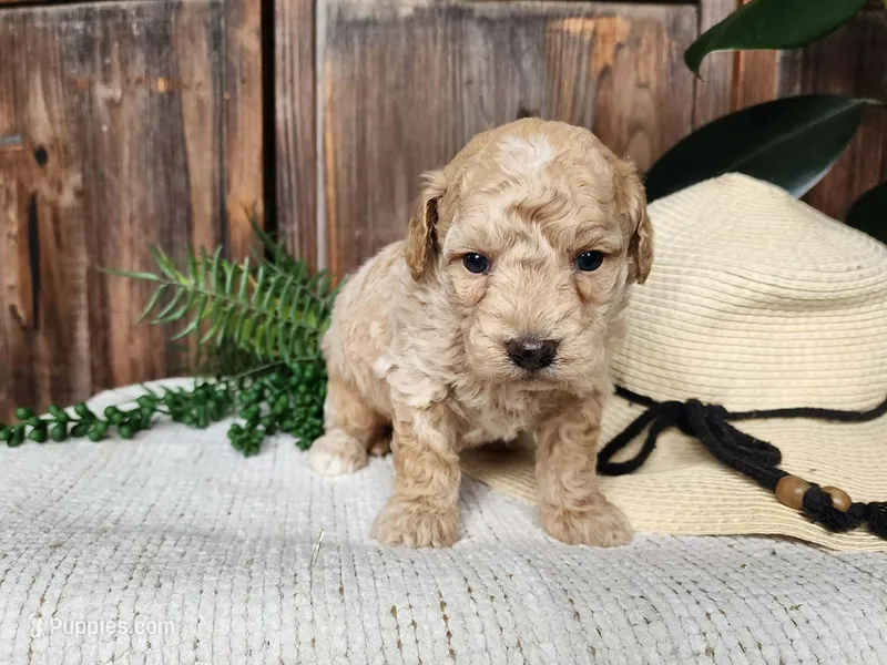 Liam – Miniature Bernedoodle puppy for sale in Topeka, IN