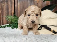 Liam, a male Miniature Bernedoodle for sale in Topeka, IN – Photo 3 of 10