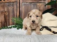 Liam, a male Miniature Bernedoodle for sale in Topeka, IN – Photo 9 of 10