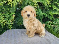 Liam, a male Miniature Bernedoodle for sale in Topeka, IN – Photo 8 of 10