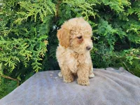 Liam, a male Miniature Bernedoodle for sale in Topeka, IN – Photo 9 of 10