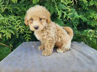 Liam, a male Miniature Bernedoodle for sale in Topeka, IN – Photo 7 of 10