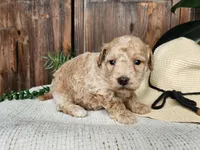 Liam, a male Miniature Bernedoodle for sale in Topeka, IN – Photo 7 of 10