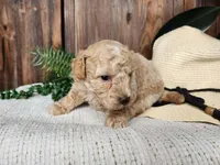 Liam, a male Miniature Bernedoodle for sale in Topeka, IN – Photo 6 of 10