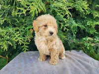Liam, a male Miniature Bernedoodle for sale in Topeka, IN – Photo 4 of 10