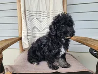 Mia, a female Miniature Bernedoodle for sale in Topeka, IN – 7 of 10