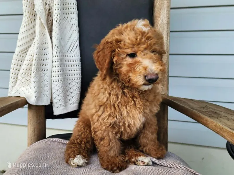 Dallas – Miniature Bernedoodle puppy for sale in Topeka, IN