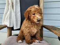 Dallas, a male Miniature Bernedoodle for sale in Topeka, IN – 1 of 10