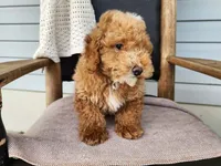 Spencer, a male Miniature Bernedoodle for sale in Topeka, IN – 9 of 10