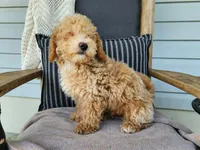 Liam, a male Miniature Bernedoodle for sale in Topeka, IN – 9 of 10