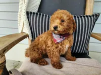 Blake, a male Miniature Bernedoodle for sale in Topeka, IN – 2 of 10