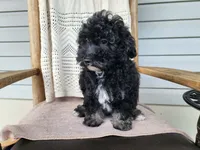 Mia, a female Miniature Bernedoodle for sale in Topeka, IN – 2 of 10