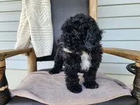 Brock, a male Miniature Bernedoodle for sale in Topeka, IN – 2 of 10