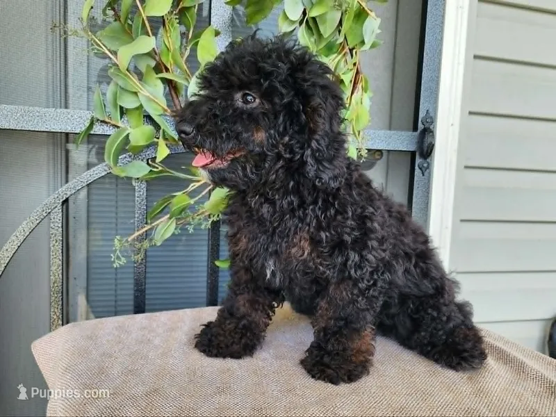 Willow – Miniature Bernedoodle puppy for sale in Topeka, IN