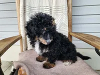 Karly, a female Miniature Bernedoodle for sale in Topeka, IN – 7 of 10