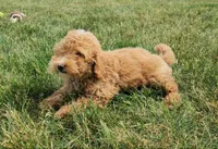 Spencer, a male Miniature Bernedoodle for sale in Topeka, IN – 8 of 10
