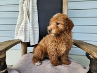 Dallas, a male Miniature Bernedoodle for sale in Topeka, IN – 8 of 10