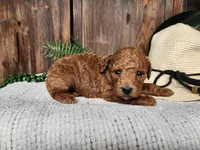 Blake, a male Miniature Bernedoodle for sale in Topeka, IN – Photo 8 of 10