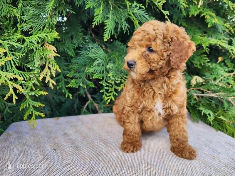 Blake – Miniature Bernedoodle puppy for sale in Topeka, IN