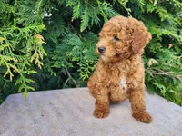 Blake, a male Miniature Bernedoodle for sale in Topeka, IN – Photo 1 of 10